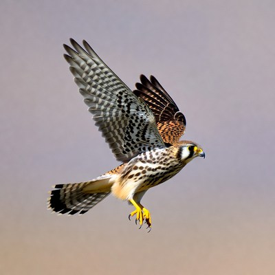 Falcon flying with wings spread