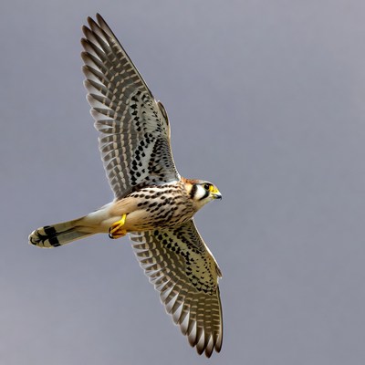 American Kestrel Flying in Sky