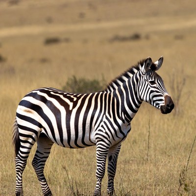 Zebra standing in savanna grass