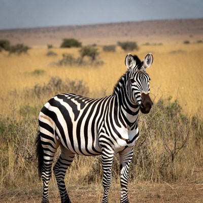 Zebra standing in savanna grass