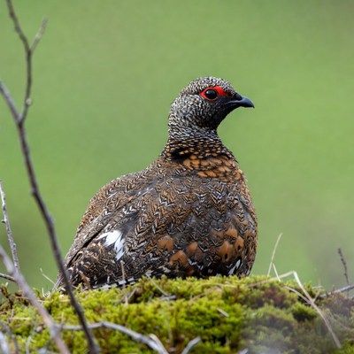 Ptarmigan perched on mossy ground