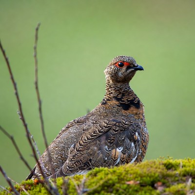 Ptarmigan bird on mossy rock