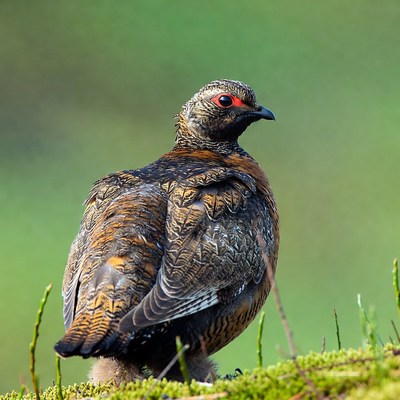 Ptarmigan standing on mossy ground