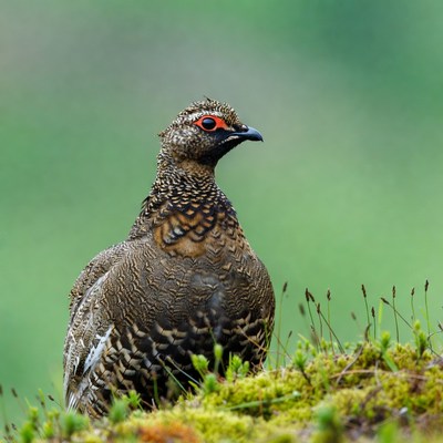 Ptarmigan standing on mossy grass