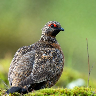 Ptarmigan perched on green moss