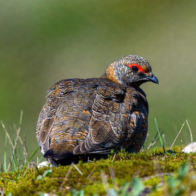 Chinese Francolin standing in grass