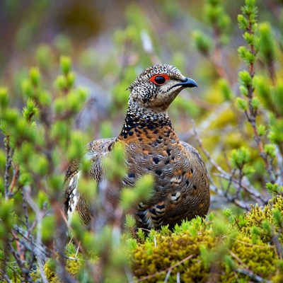 Ptarmigan bird in green tundra bushes