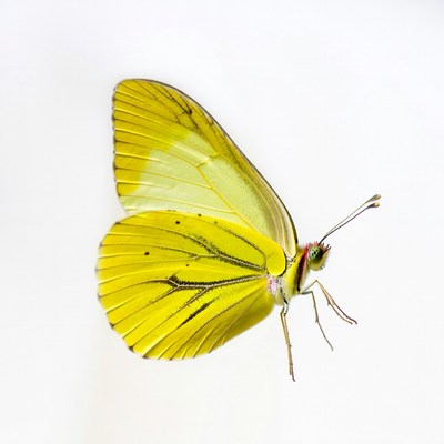 Yellow Butterfly on White Background