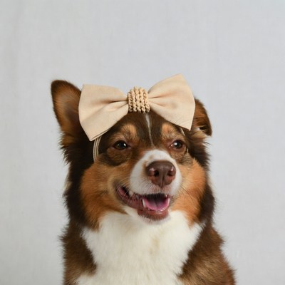 Australian Shepherd wearing beige bow