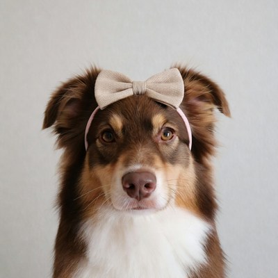 Australian Shepherd puppy with bow