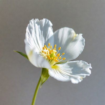 White Anemone Flower with Yellow Stamens