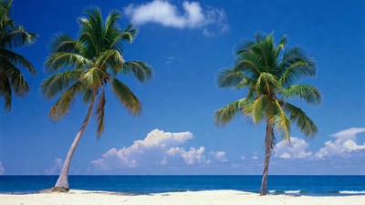 Palm trees on tropical beach