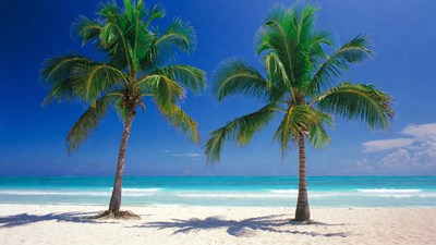 Two Palm Trees on Tropical Beach