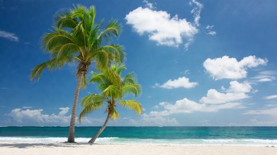 Palm Trees on Tropical Beach