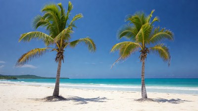 Two Palm Trees on Tropical Beach