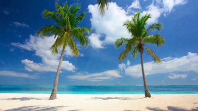 Two Palm Trees on Tropical Beach
