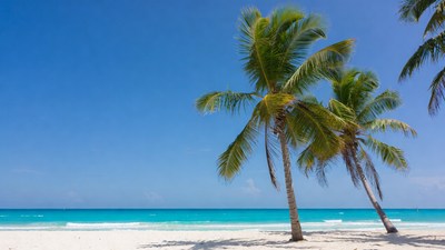 Palm Trees on Tropical Beach