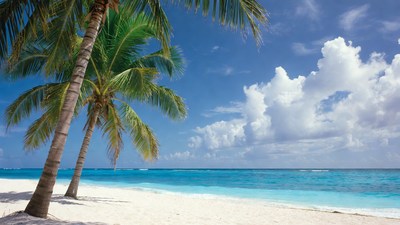 Palm Trees on White Sand Beach