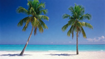 Palm Trees on Tropical Beach