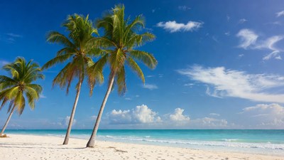 Palm Trees on Tropical Beach