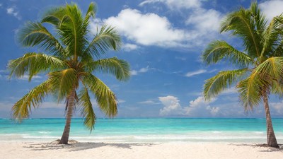 Two Palm Trees on Tropical Beach