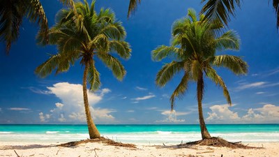 Two Palm Trees on Tropical Beach