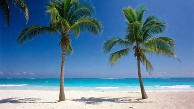 Palm Trees on Tropical Beach