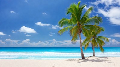 Palm Trees on Tropical Beach
