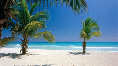 Palm Trees on Tropical Beach