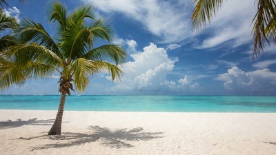 Palm Tree on Tropical Beach