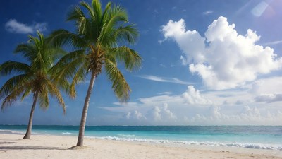 Palm Trees on Tropical Beach