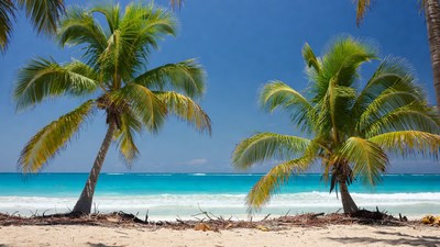 Palm Trees on Tropical Beach