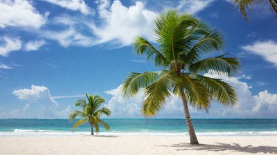 Palm Trees on Tropical Beach