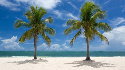 Two Palm Trees on Beach