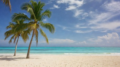 Palm Trees on Tropical Beach