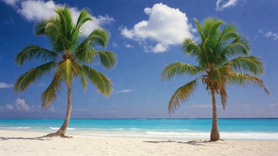 Palm Trees on Tropical Beach
