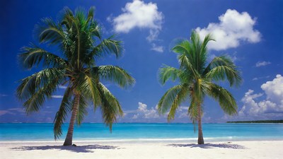 Two Palm Trees on Tropical Beach