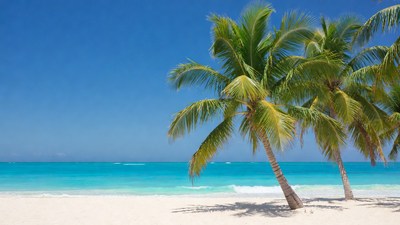 Palm Trees on Tropical Beach