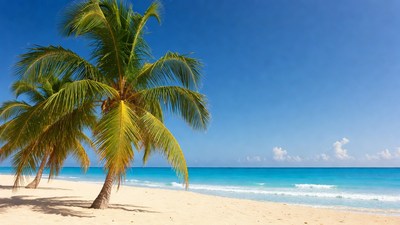 Palm trees on tropical beach