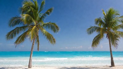 Palm Trees on Tropical Beach