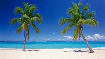 Two Palm Trees on Tropical Beach