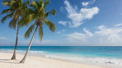 Palm trees on tropical beach
