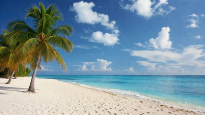 Palm Trees on Tropical Beach