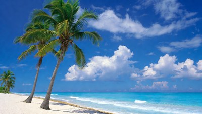 Palm Trees on Tropical Beach
