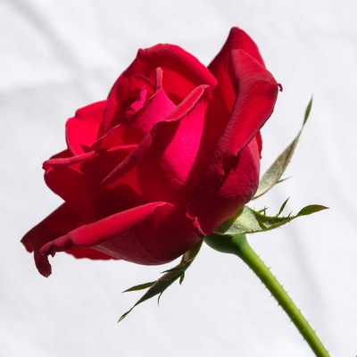 Red Rose on White Background