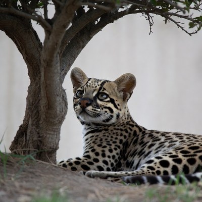 Serval kitten sitting by tree