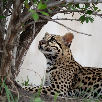 Ocelot resting under tree