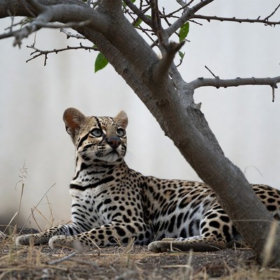 Jaguar Lying Under Tree