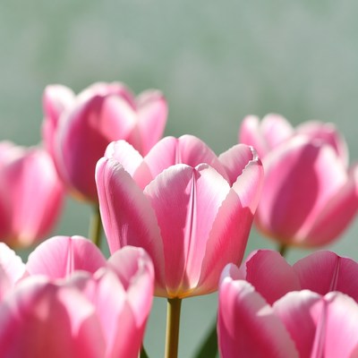 Pink Tulips in Bloom