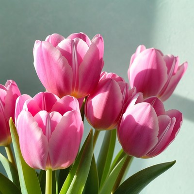 Pink Tulips on Green Stems